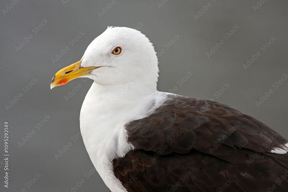 Close-up of the seagul. lLesser Black-backed Gull (Larus fuscus). Close-up of the seagul. lLesser Black-backed Gull (Larus fuscus).