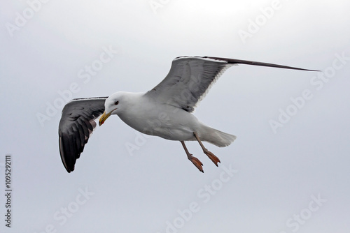Flying seagull. Lesser Black-backed Gull (Larus fuscus).