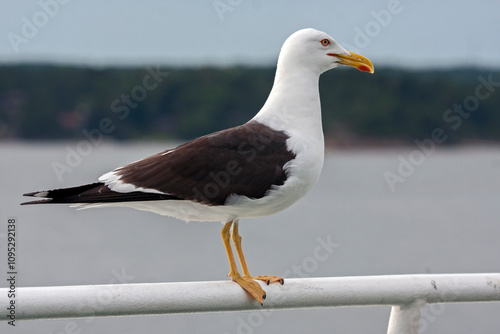 A seagull sits on the ship railing. Lesser Black-backed Gull (Larus fuscus).