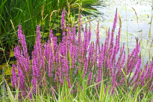 purple-pink willow-leaved turf (weeping grass) Lythrum salicaria photo