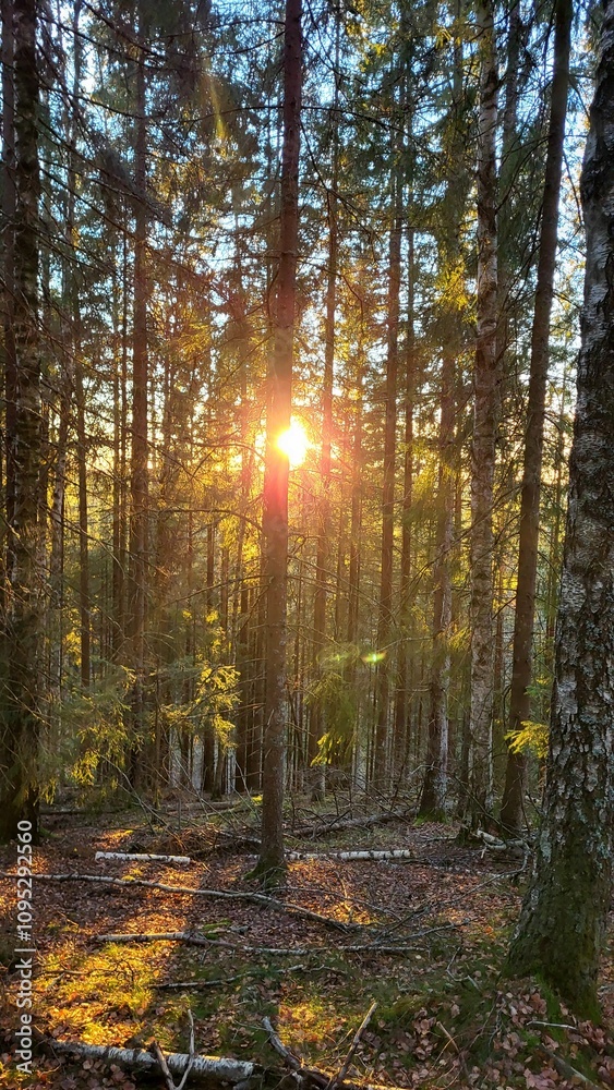 Obraz premium Sunset in the forest