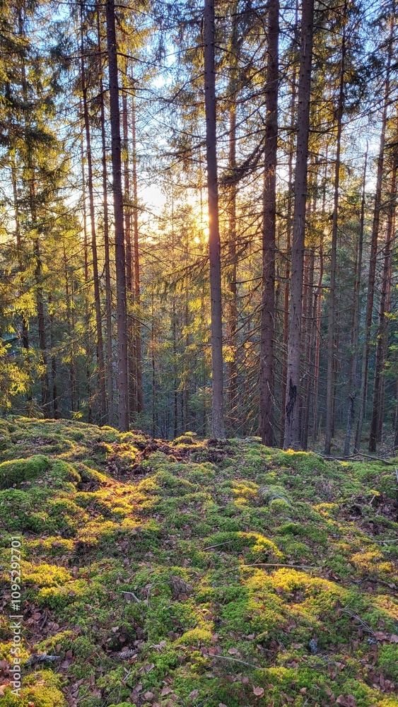 autumn in the forest autumn in the forest