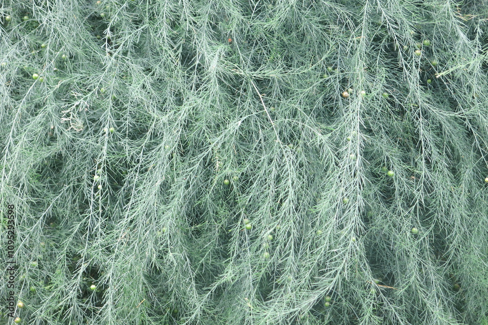 Fototapeta premium Garden asparagus bush in summer
