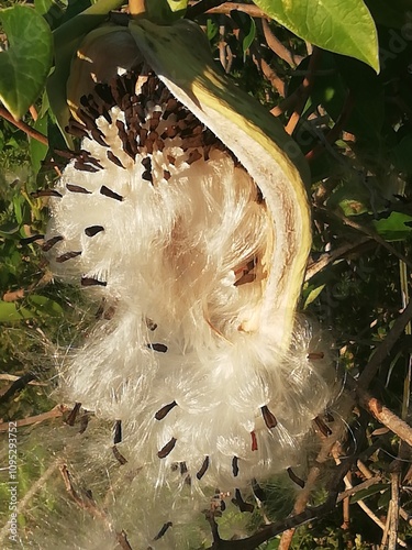 Araujia sericifera. Semillas de planta cruel. 