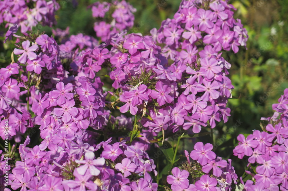 lush bush of purple paniculate phlox (Phlox paniculata) lush bush of purple paniculate phlox (Phlox paniculata)