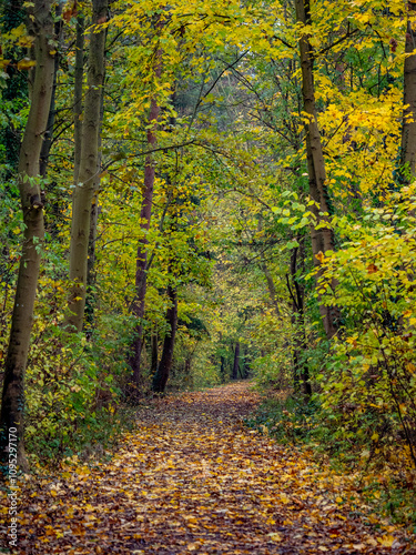 Waldweg im Herbst