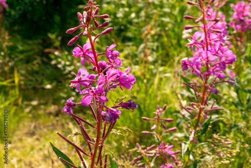 flowers in the garden