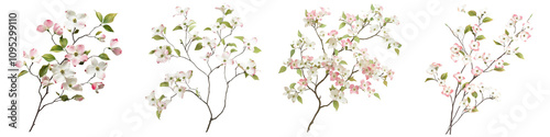 Set of dogwood tree branch isolated on transparent background