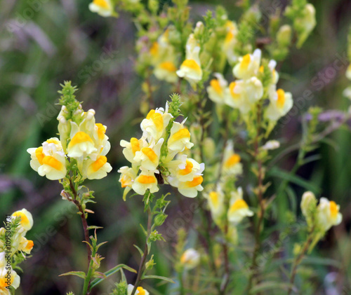 Linaria vulgaris blooms in nature