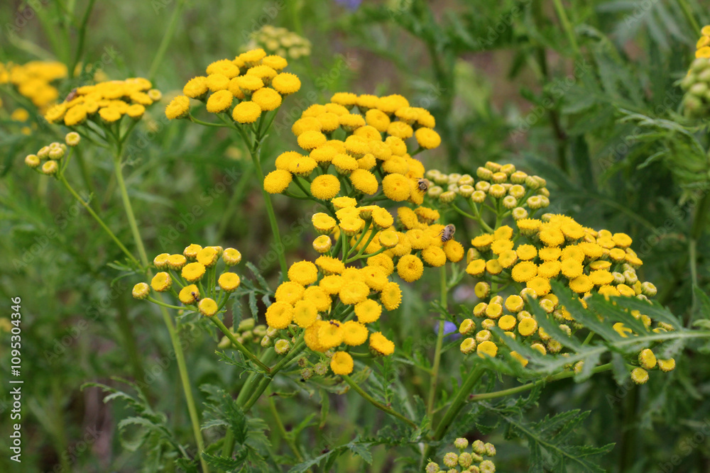 Tansy ordinary (Tanacetum vulgare) blooms in the wild Tansy ordinary (Tanacetum vulgare) blooms in the wild