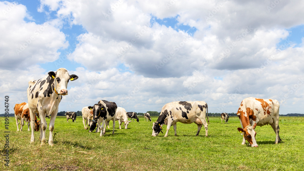 Cows grazing in field, sunny Dutch landscape of flat land, a blue sky and clouds, panoramic wide view
