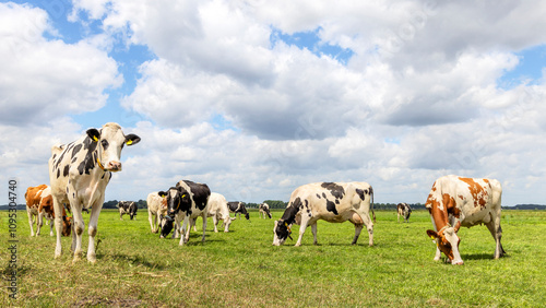 Obraz na płótnie Cows grazing in field, sunny Dutch landscape of flat land, a blue sky and clouds, panoramic wide view w salonie