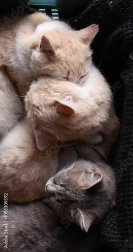 Three kittens playing and grooming in basket