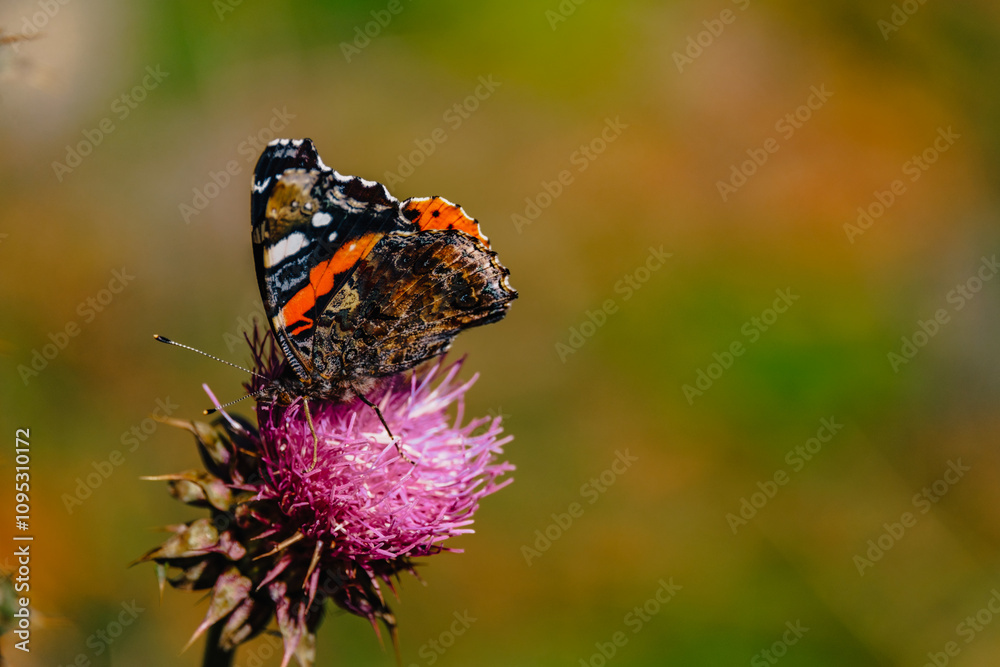 Close up of a butterfly foraging a purple flower near Stepanstminda in Kazbegi, Georgia Close up of a butterfly foraging a purple flower near Stepanstminda in Kazbegi, Georgia
