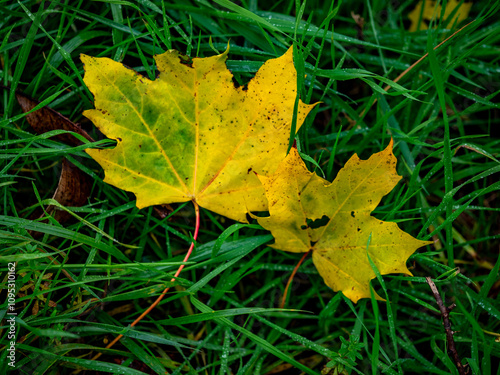 Buntes Herbstlaub im Regen