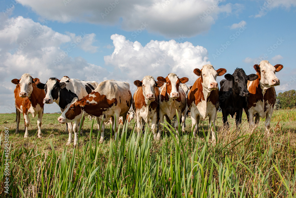 Cows on a row in a field, side by side happy, blue cloudy sky