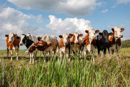 Obraz na płótnie Cows on a row in a field, side by side happy, blue cloudy sky w salonie