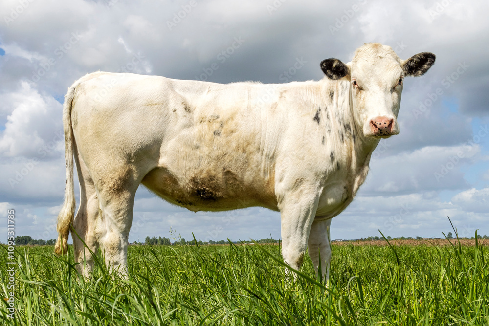 Cow heifer full length side view in a field, standing milk cattle, a blue sky and horizon over land in the Netherland