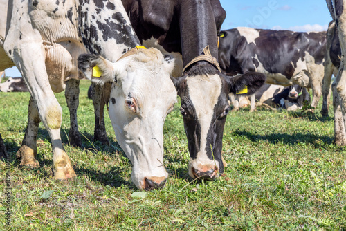 Two cows grazing in a field, happy and joyful , eating dynamic side by side, eye contact, next to each other in a green meadow