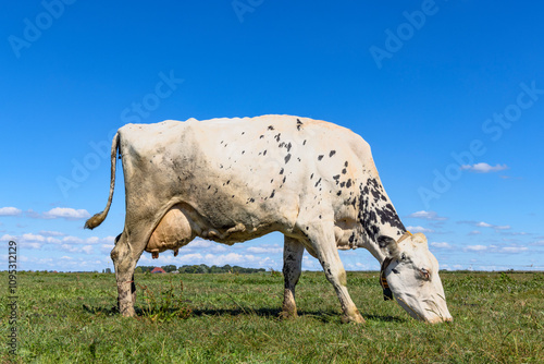 Obraz na płótnie Cow grazing in a field, horizon over land, happy and relaxed in the green pasture, side view full length, blue sky w salonie