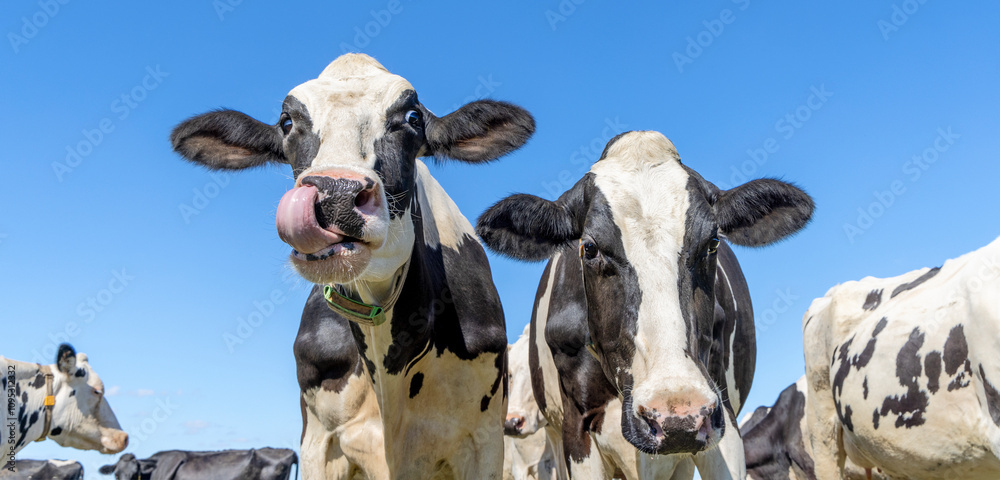 Two cows side by side, eye contact, black and white tongue in nostril, blue sky