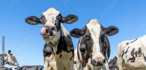 Obraz na płótnie Two cows side by side, eye contact, black and white tongue in nostril, blue sky w salonie