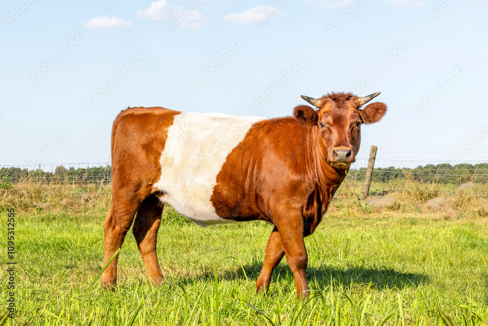Lakenvelder cow, Dutch Belted cattle, horned red and white livestock walking Lakenvelder cow, Dutch Belted cattle, horned red and white livestock walking