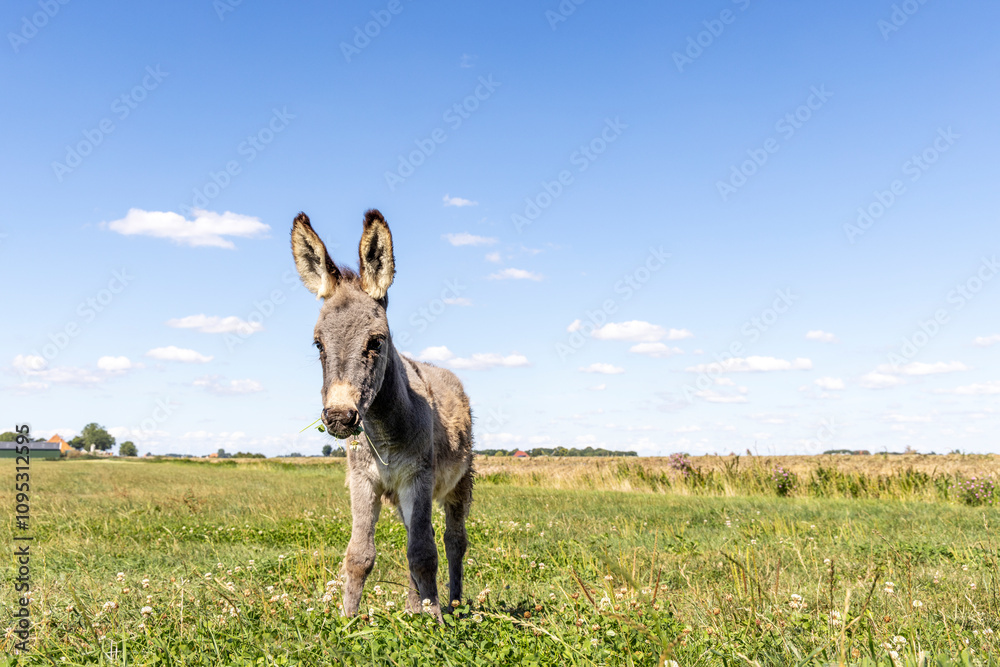 Donkey in a meadow, donkey foal and green pasture in the Netherlands, blue sky