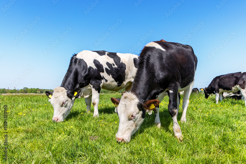 Two grazing cows, eating blades of grass, black and white, in a green pasture Two grazing cows, eating blades of grass, black and white, in a green pasture