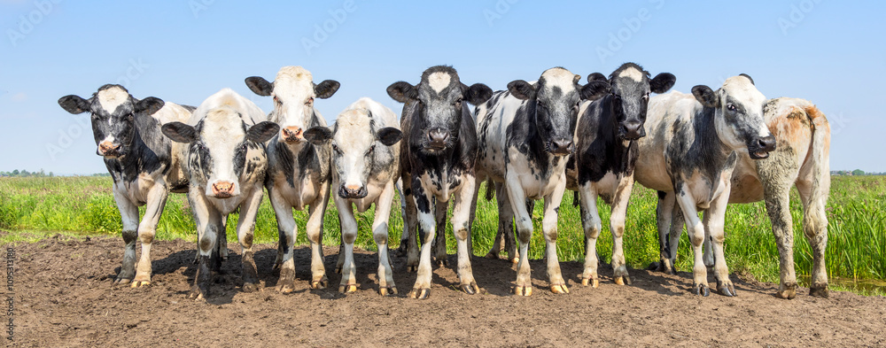 Row of cows group side by side in a field, holstein and belgian blue, happy and joyful, blue sky