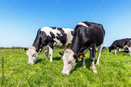 Obraz na płótnie Two grazing cows, eating blades of grass, black and white, in a green pasture w salonie
