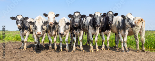 Obraz na płótnie Row of cows group side by side in a field, holstein and belgian blue, happy and joyful, blue sky w salonie