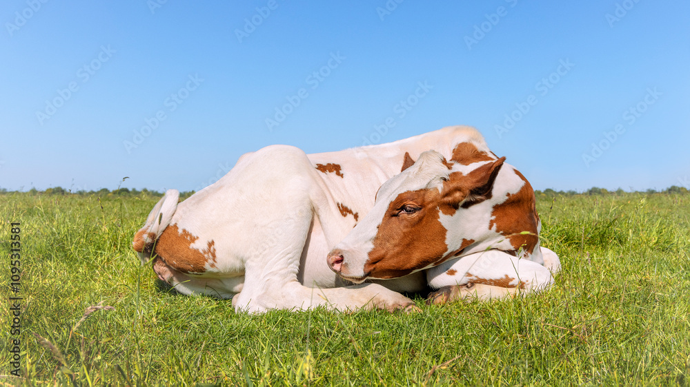 Young cow sleeping, heifer happy lying down curled up in the field, blue sky
