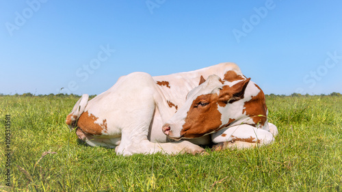 Young cow sleeping, heifer happy lying down curled up in the field, blue sky