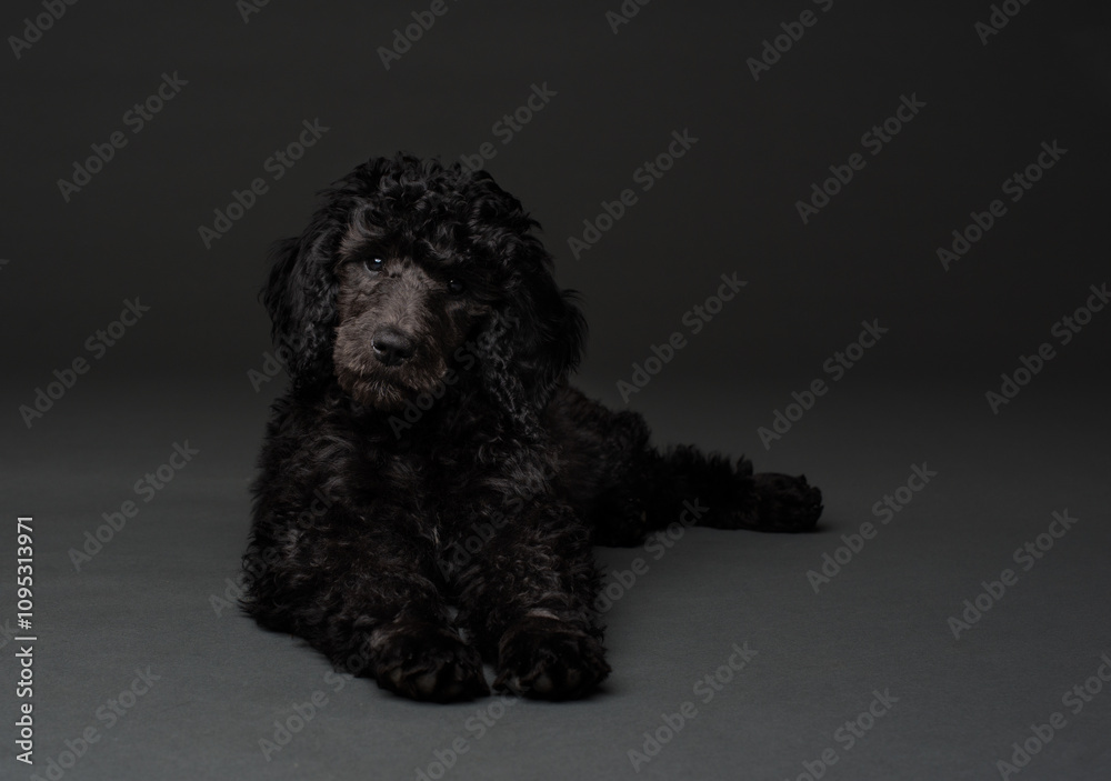 black puppy on grey background black puppy on grey background