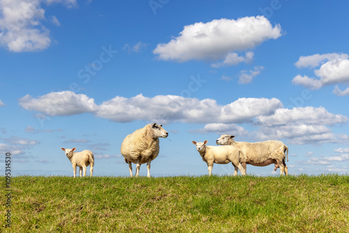 Obraz na płótnie Sheep and lamb standing side view, on a dike in the Netherlands, blue clouds sky w salonie