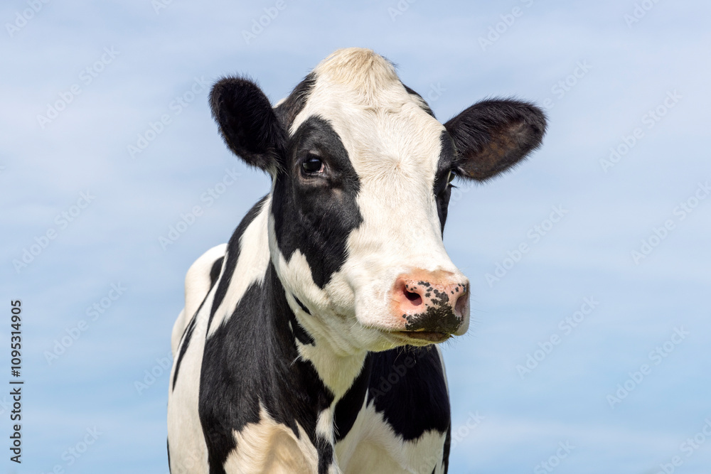 Cow black and white, authentic cute milker cattle, pink nose, looking for eyecontact, a blue sky