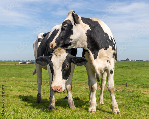 Obraz na płótnie Cows playful cuddling, cow love in a field, two happy calves black and white w salonie