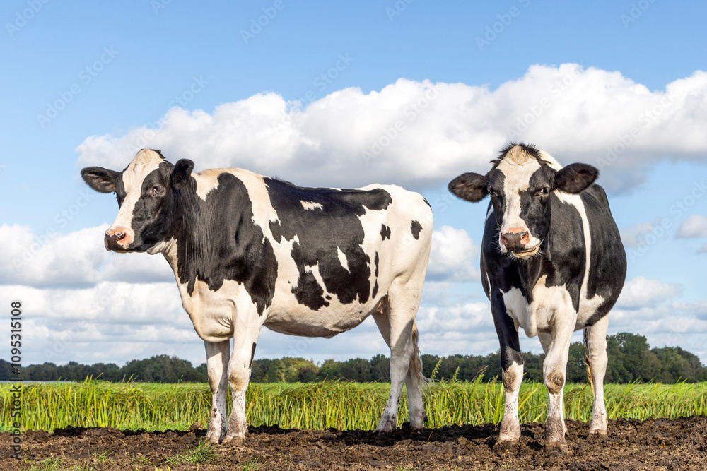 Two authentic cows black and white, frisian holstein, standing in a field, a blue sky and a horizon.