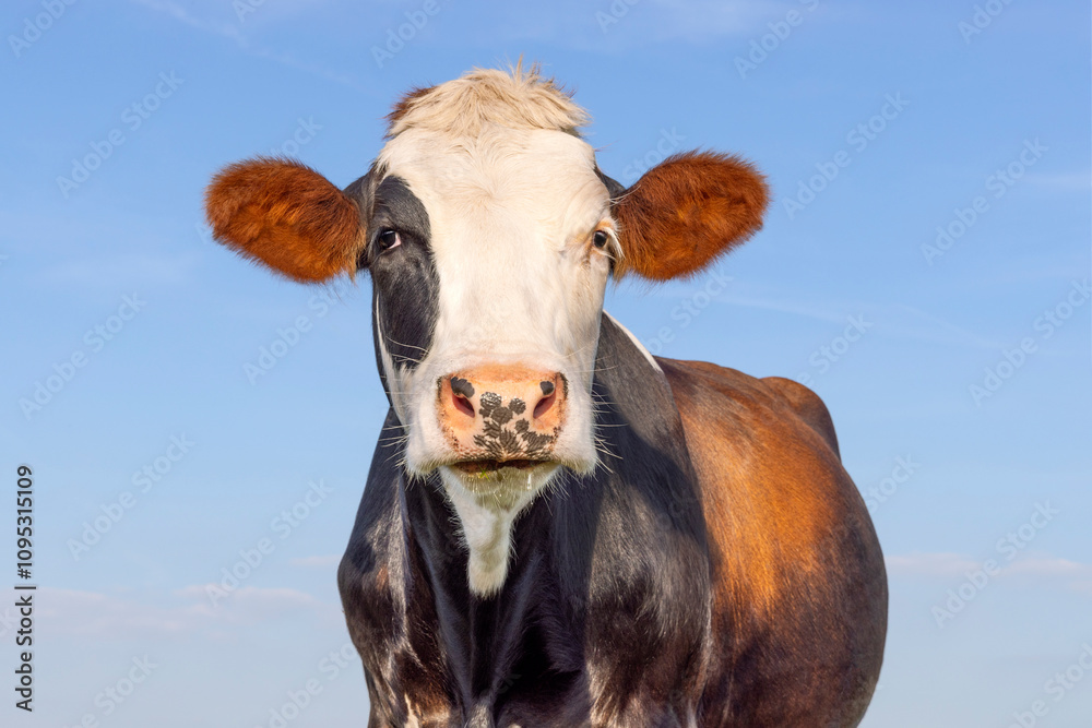 Portrait of a cow, eye patch brown and white, looking, a blue sky