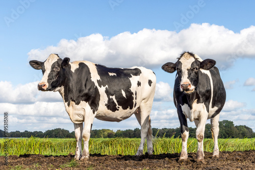 Obraz na płótnie Two authentic cows black and white, frisian holstein, standing in a field, a blue sky and a horizon. w salonie
