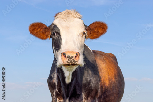 Portrait of a cow, eye patch brown and white, looking, a blue sky