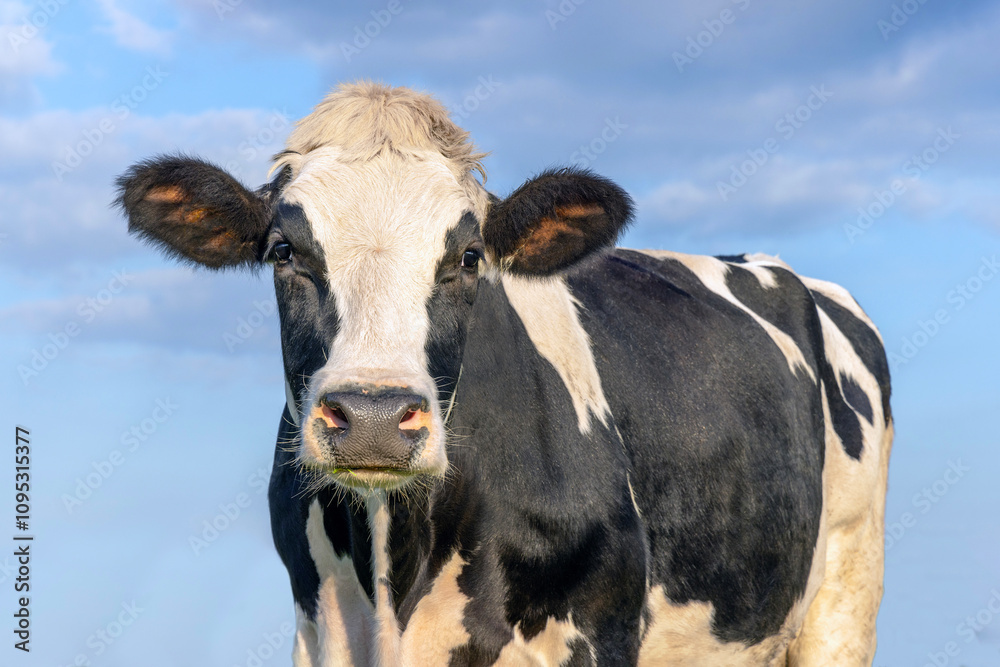 Young cow, black and white, looking, in front of a blue sky