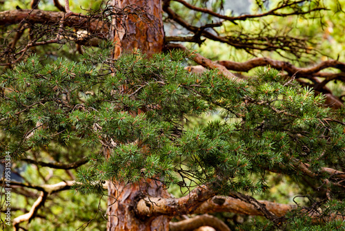 Scots pine branches. Close-up picture of the crown of a conifer typical of European forests.