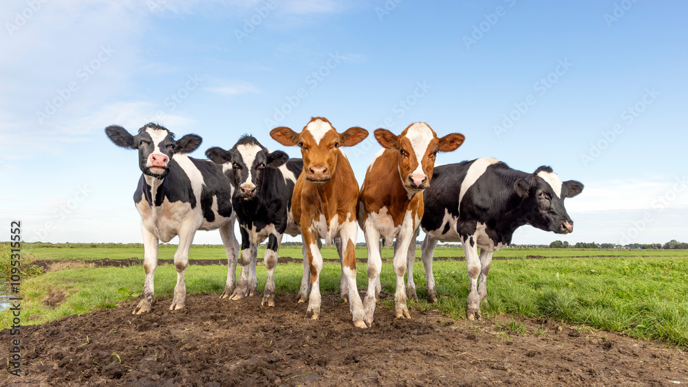Group of cows together gathering in a field, joyful and a blue sky