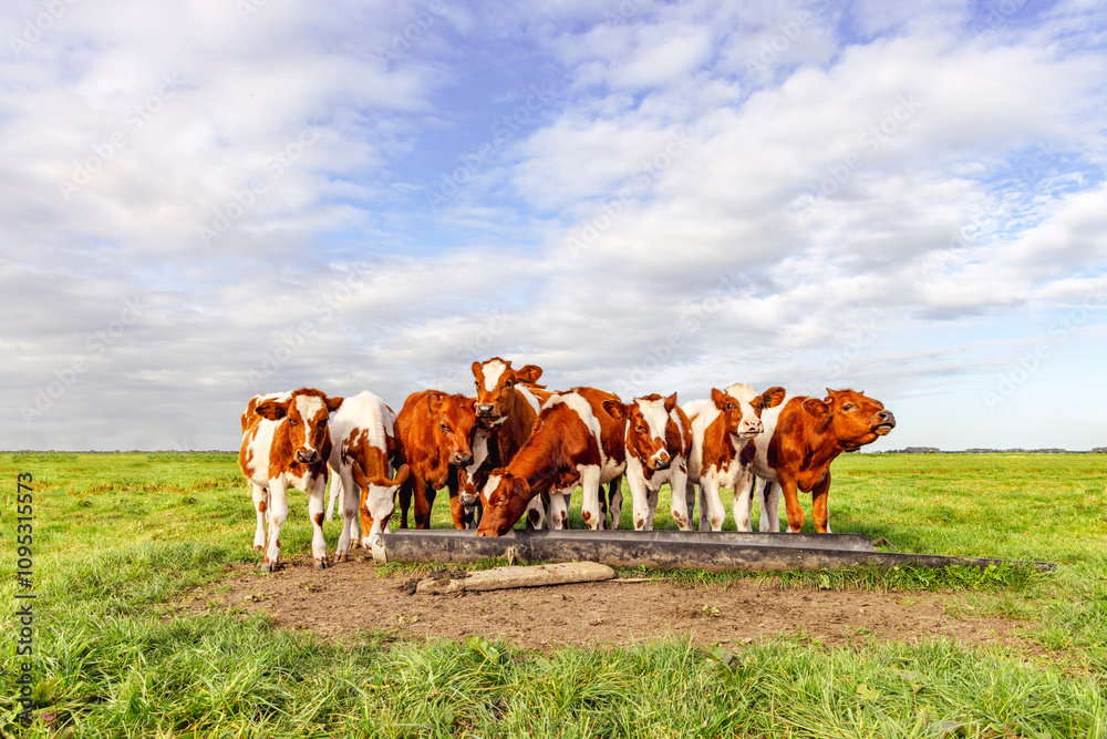 Group cows standing in a pasture, a herd young red and white heifer