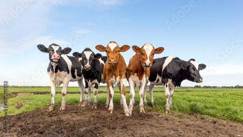 Obraz na płótnie Group of cows together gathering in a field, joyful and a blue sky w salonie