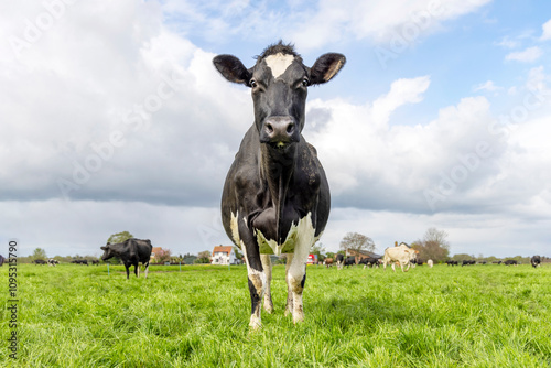 Obraz na płótnie A cow front view full length, an authentic black and white Holstein, a blue sky w salonie