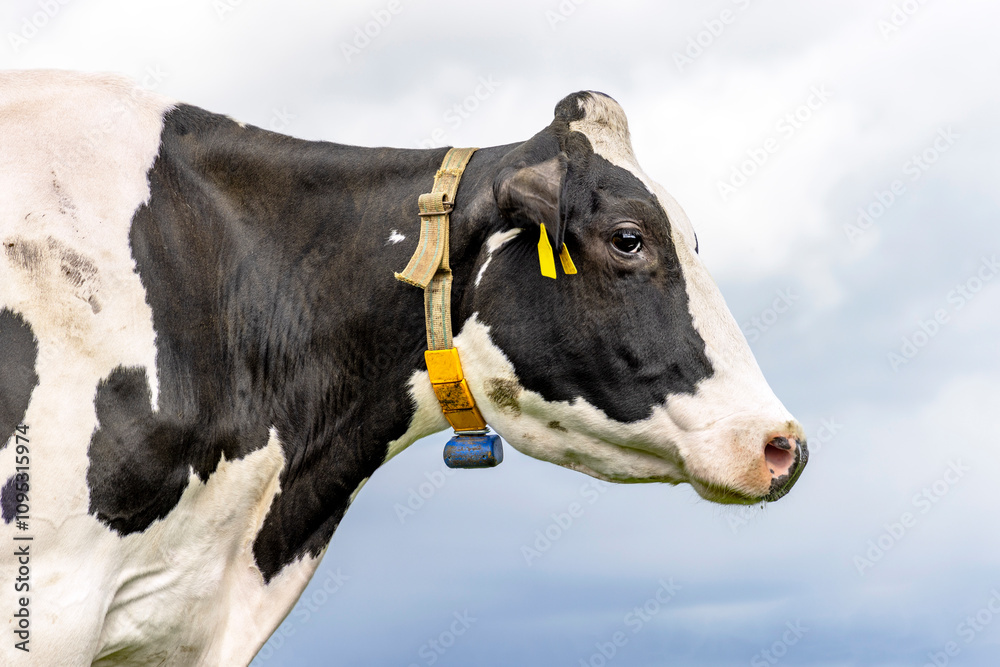 Profile of a cow's head, authentic black and white portrait, with livestock tags and a collar, Holstein cow