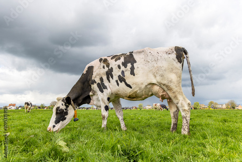 Obraz na płótnie Grazing cow in the field, content and at ease in the moment, cows grazes side view at full length w salonie